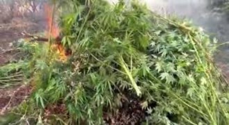 Diyarbakır’da 70 ton esrar operasyonu